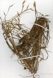 Image result for Monocymbium