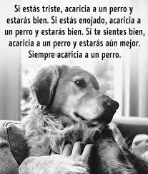Acaricia A Un Perro Perros Frases Animales Frases Amor De Perro