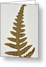 Image result for Histiopteris