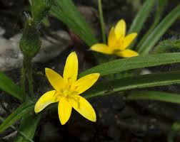 Image result for Hypoxis urceolata