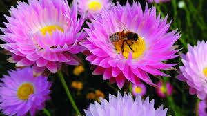 Raising honey bees ensures better pollination of flowering plants. Save The Bees Environment Texas