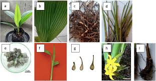 Image result for Curculigo pilosa