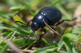 Maybe you would like to learn more about one of these? Black Beetles Facts Harms Causes And Safety Measures Pest Wiki