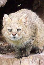 Long bones contain yellow bone marrow and red bone marrow, which produce blood cells. 49 Felidae 26 Pampas Cat Leopardus Pajeros Ideen Wildkatzen Wilde Katzen Katzen