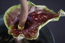 Image result for Amorphophallus goetzei
