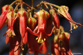 Image result for Cotyledon barbeyi