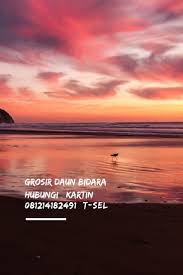Manfaat daun bidara untuk meruqyah. 081214182491 T Sel Jual Daun Bidara Efek Daun Bidara Dimana Mendapatkan Daun Bidara Tempat Daun