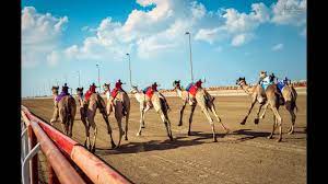 Al wathba cycle track is located in abu dhabi. Al Wathba Camel Race Abu Dhabi Youtube
