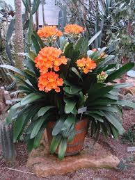 Image result for clivia