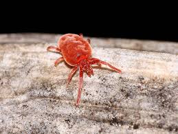 We did not find results for: Comment Se Debarrasser Des Araignees Rouges Sur Une Terrasse