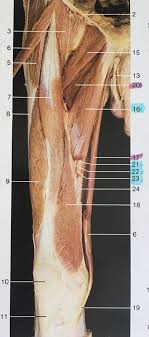 The tibialis posterior muscle is a key muscle for stabilization of the lower leg. Right Side And Ventral Aspect Of Thigh Muscles Sartorius Removed No 6 5 Tensor Fasciae Latae 9 Vastus Late Human Body Anatomy Body Anatomy Muscle Anatomy