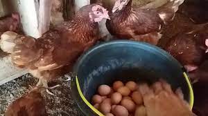We did not find results for: Inilah Cara Panen Ayam Petelur Umbaran Bonus Proses Bertelur Youtube