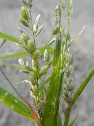 Image result for Eragrostis cilianensis