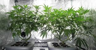 What are the best lights for growing pot. How To Spot A Grow House Crime Stoppers Australia