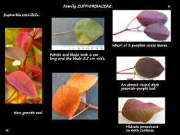 Image result for Euphorbia cotinifolia