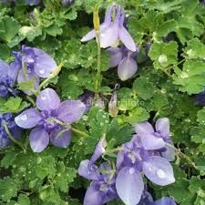 Image result for Aquilegia flabellata ministar