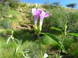Image result for Barleria lancifolia