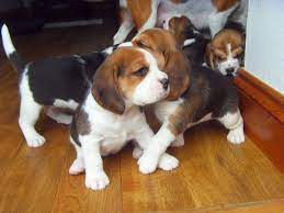 Find beagle puppies for sale and dogs for adoption. Beagle Puppies For Sale Topeka Ks 119360 Petzlover