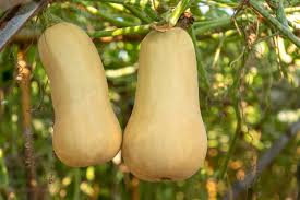 Image result for Cucurbita moschata