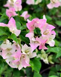 Image result for Bougainvillea