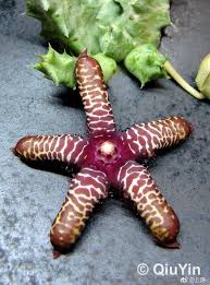 Image result for Orbea maculata