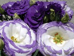 Image result for eustoma lisianthus in garden
