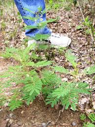 Image result for Acacia angustissima