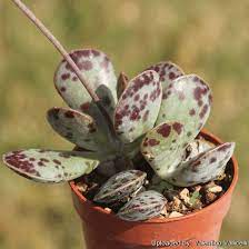 Check spelling or type a new query. 44 Types Of Succulents With Pictures Succulent Plants Flower Glossary