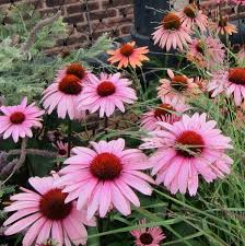Image result for Echinacea purpurea `Magnus`