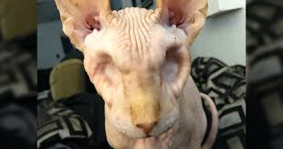 The mexican hairless cat, aztec cat or new mexican hairless was a purported breed of cat first documented in 1902 by mr. Sphynx Cat Jasper Can T See You But He Can Feel The Love