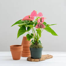 Flowering houseplants will brighten your home, but there's a big difference between keeping a plant alive and actually getting it to flower. Spring Hill Nurseries 6 In Pot Pink Dutch Anthurium Live Potted Indoor Tropical Houseplant 79343 The Home Depot