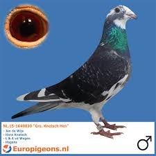 Jono Miller Adli Kullanicinin Pigeons Panosundaki Pin