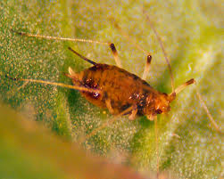 Image result for Emilia caespitosa