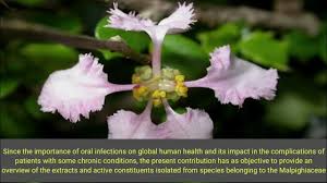 Image result for Malpighiaceae