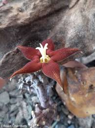 Image result for Piaranthus atrosanguineus