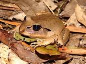 Great Barred Frog - The Australian Museum