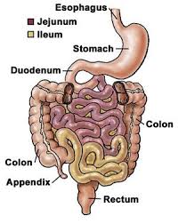 It is the most important part of the alimentary canal and leads to the large intestine. Http Www Yoursurgery Com Anatomy And Physiology Nursing Notes Medical Billing And Coding