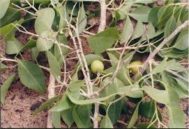 Image result for Pentarhopalopilia