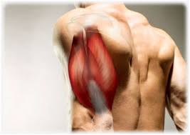Image result for what is the job of the triceps  muscle