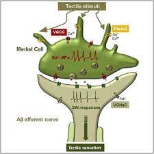 Merkel cell carcinoma, also called neuroendocrine carcinoma of the skin or trabecular cancer, is a very rare type of skin cancer that forms when merkel cells. Merkel Cells Transduce And Encode Tactile Stimuli To Drive Ab Afferent Impulses Cell