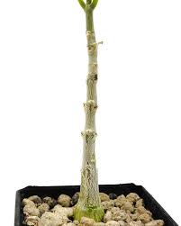 Image result for Fockea multiflora