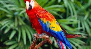 Gambar flora dan fauna hewan. Pengertian Flora Dan Fauna Serta Klasifikasi Persebaran Dan Cara Melestarikannya Forum Teropong