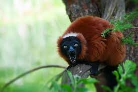 Madagascar Red Ruffed Lemur Varecia Rubra They Are Well Known For Offering Their Long Call This Is A Form Of Vocalizati Lemur Unique Animals Animals Wild