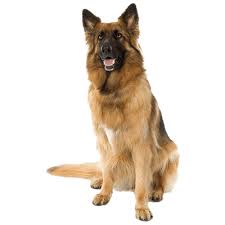 German Shepherd Dog Dog Background Blue Background Images Best Background Images
