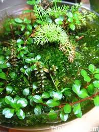 The Accidental Wabi Kusa Planting Herbs Indoors Moss Plant Aquaponic Gardening