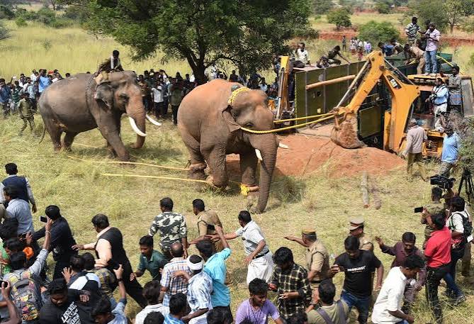 Elephants: the new raiders of rice shops - The Hindu