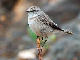 We did not find results for: Kanarenschmatzer Ebird