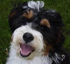 The bernedoodle is a magnificent cross between an akc. Bernedoodles Breeder Bernedoodle Puppies For Sale Breeder Buffalo Ridge Bernedoodles
