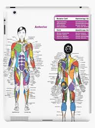 This is a free printable worksheet in pdf format and holds a printable version of the quiz muscle anatomy. Workout Anatomy Chart Bunce