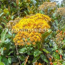 Image result for Pittosporum mildbraedii